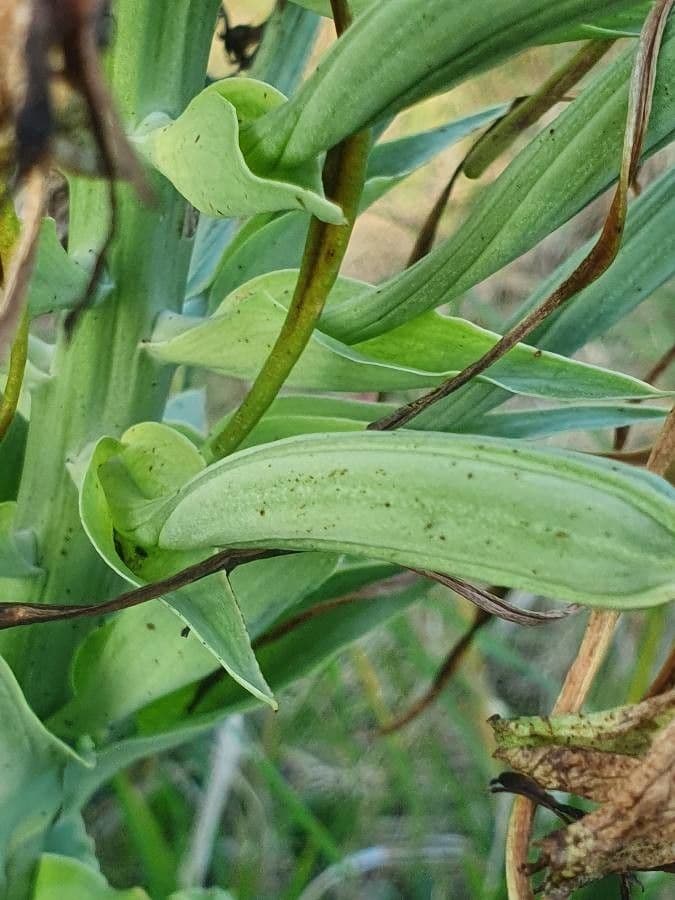 Bonatea
