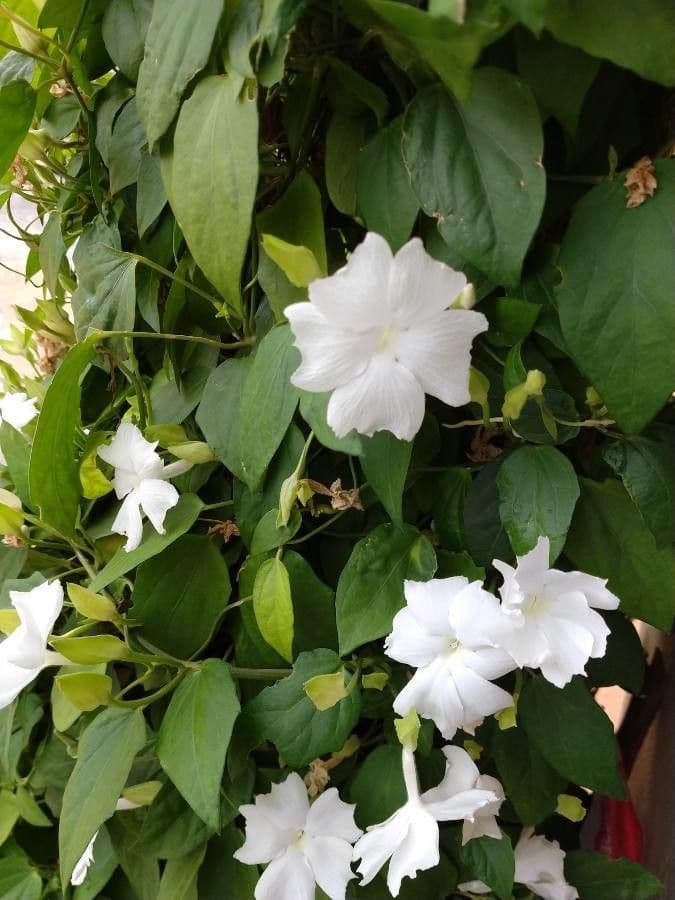 Thunbergia fragrante 4
