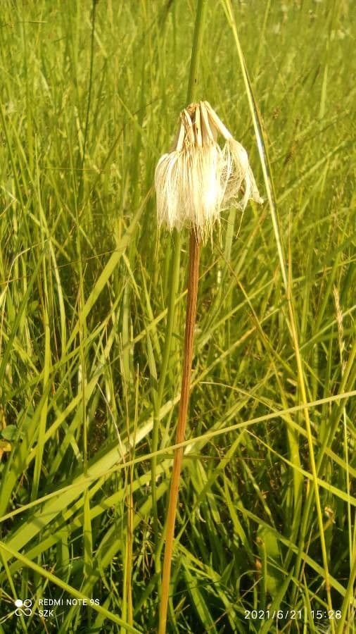 Kleinblütige Schwarzwurzel