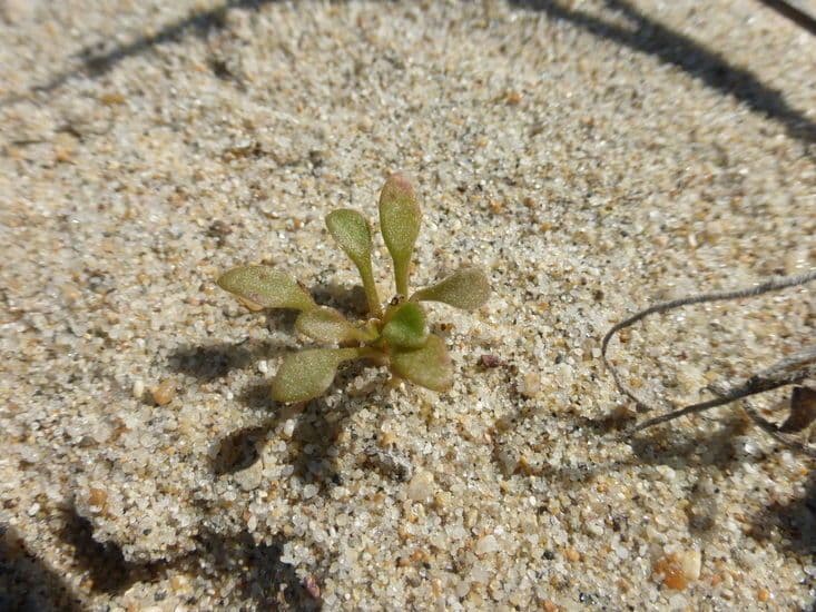Claytonia 7