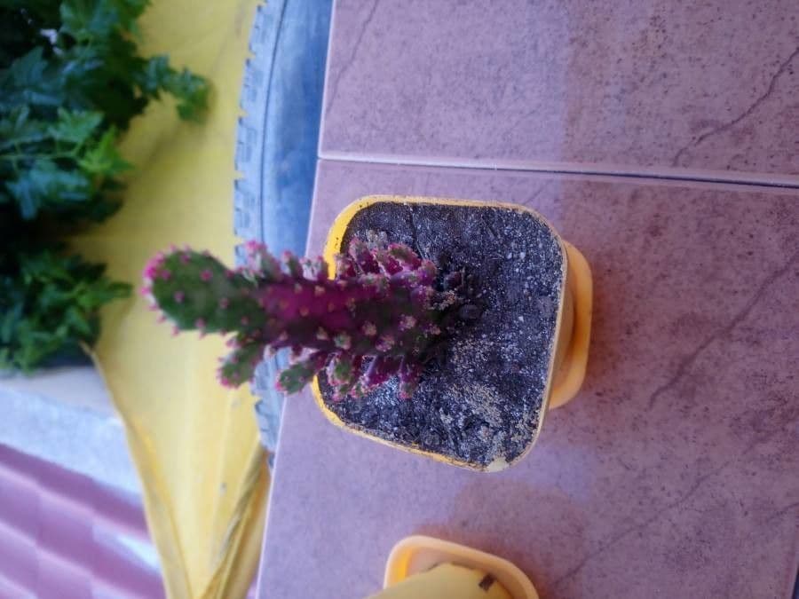 Opuncja Monacantha 28