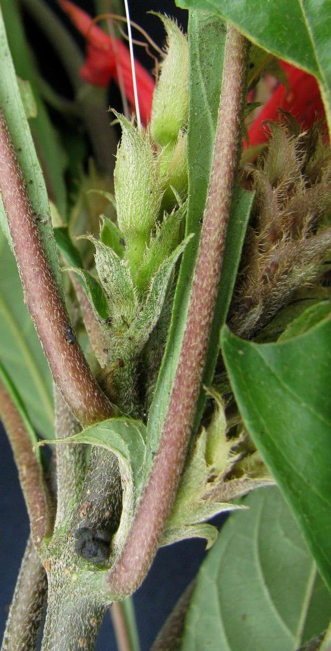 Aphelandra scabra 21