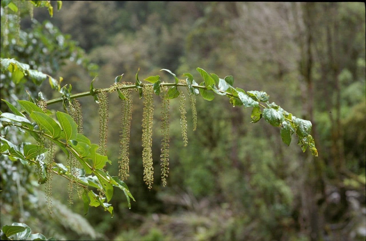 Coriaria arborea