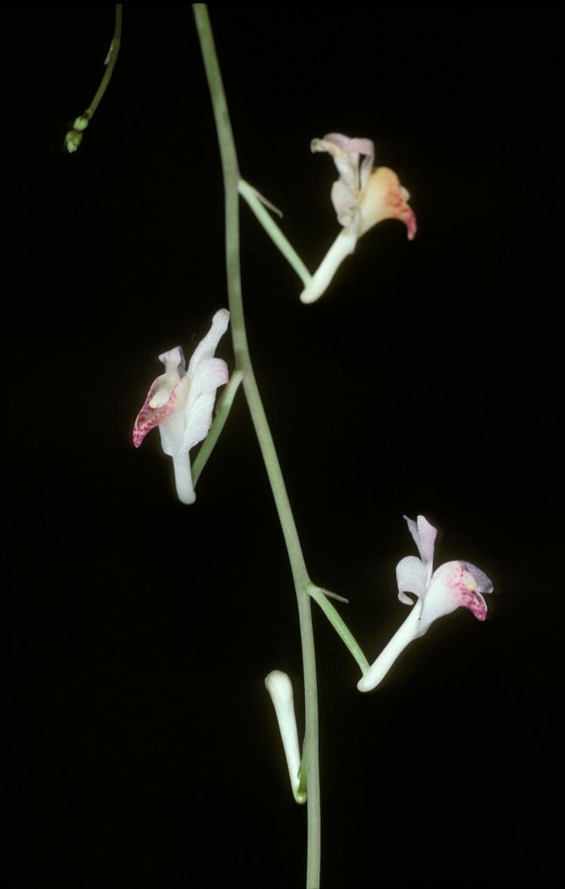 Anthogonium 2