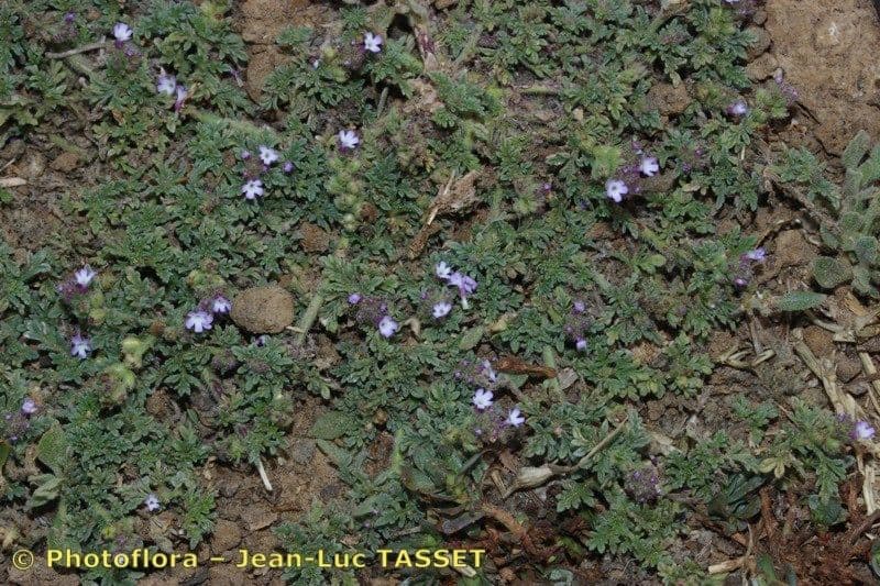 Verbena prostrata 7