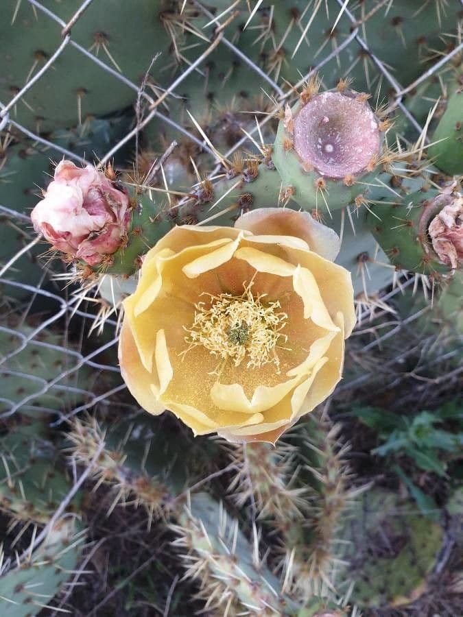 Nopal de espinas marrones 8