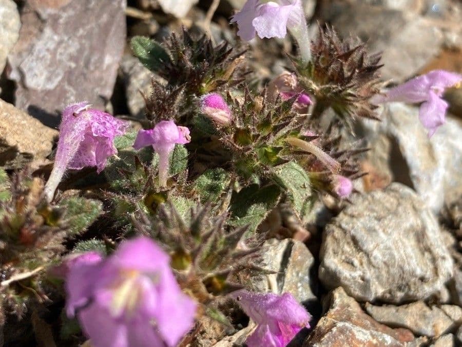 Canapetta pirenaica 11