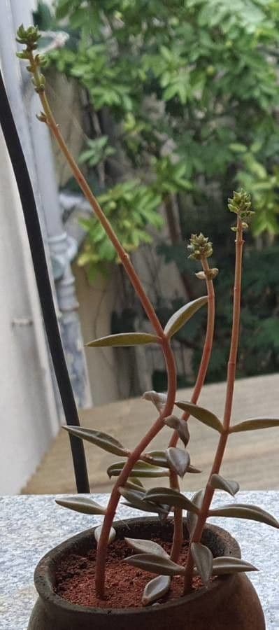 Lenophyllum 7
