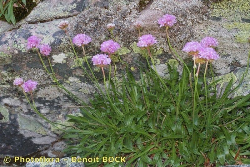 Armeria 8