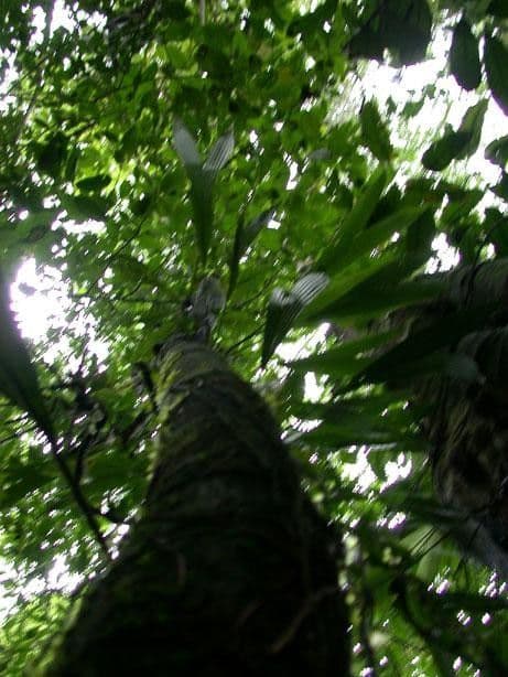 Palicourea 16