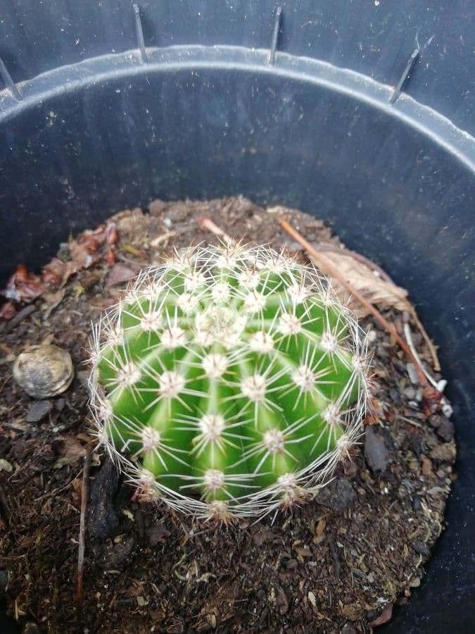 Echinopsis