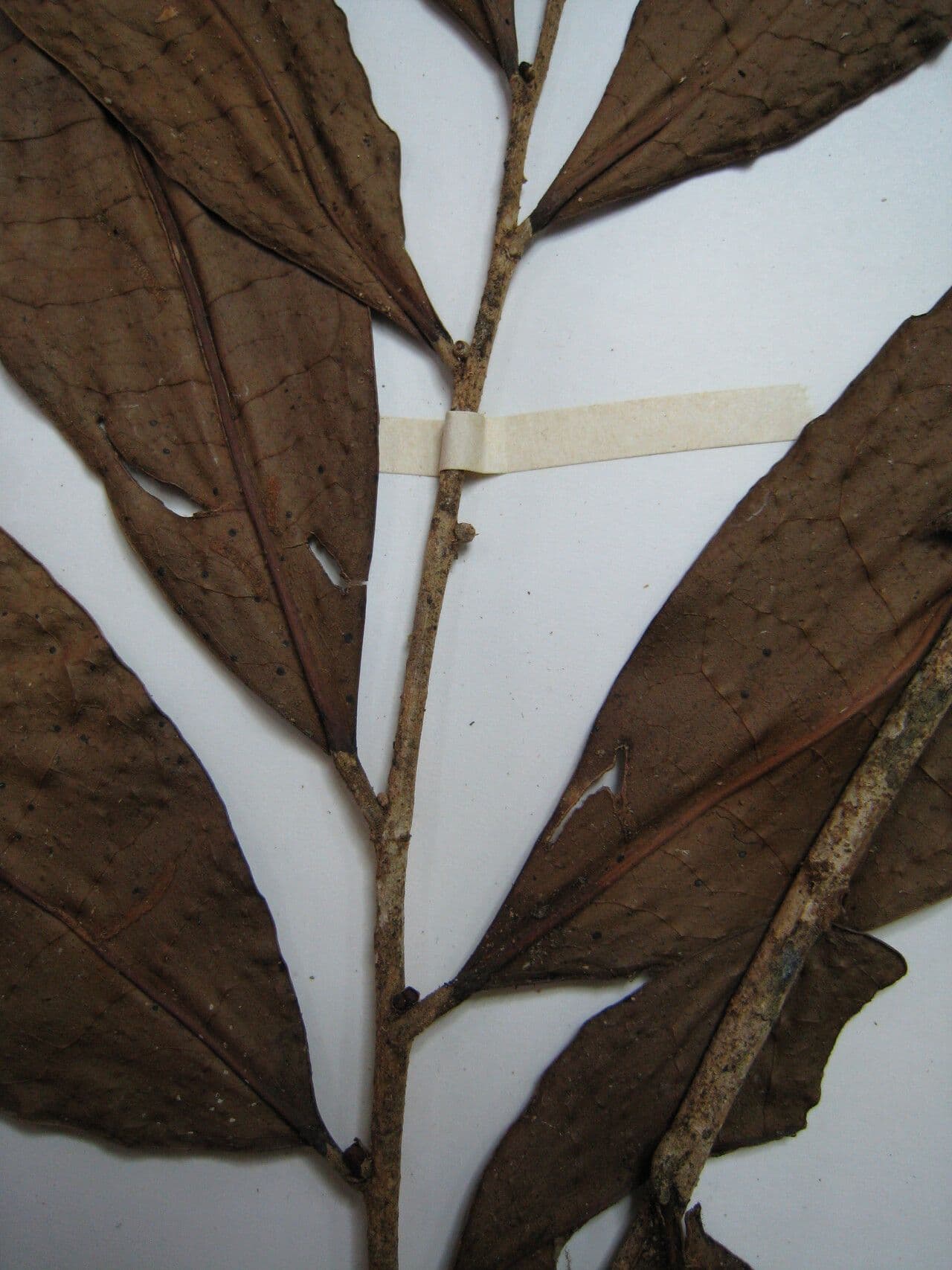 Neoptychocarpus 8