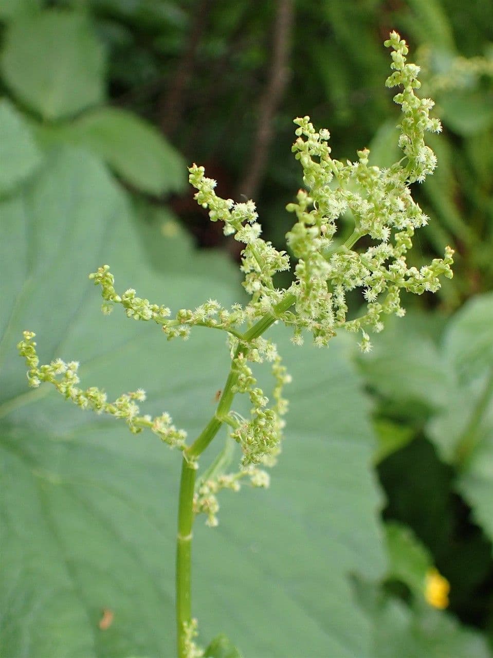 Rumex alpestris 4