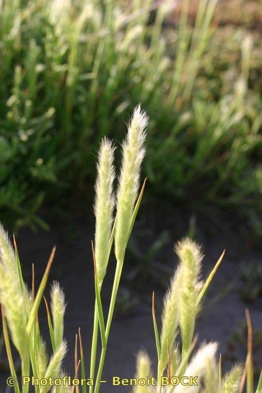 Polipogon marittimo