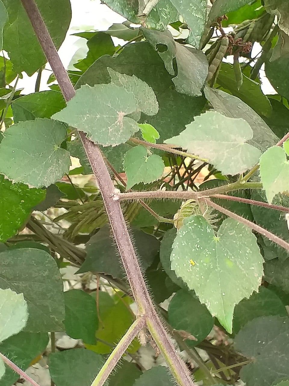 Abutilon 21