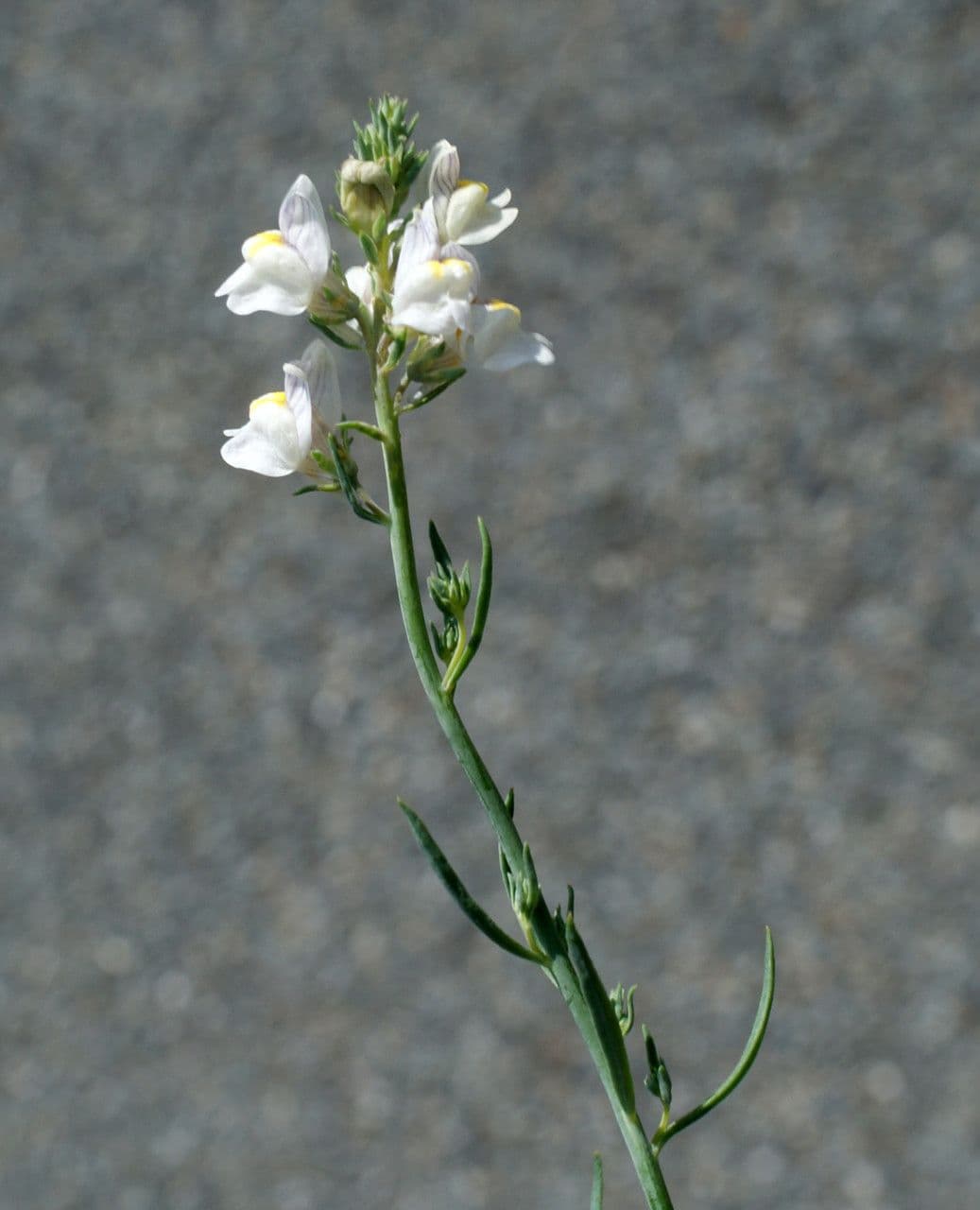 Linaria strisciante 26