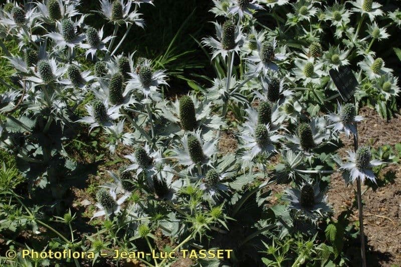 Panicaut géant 26