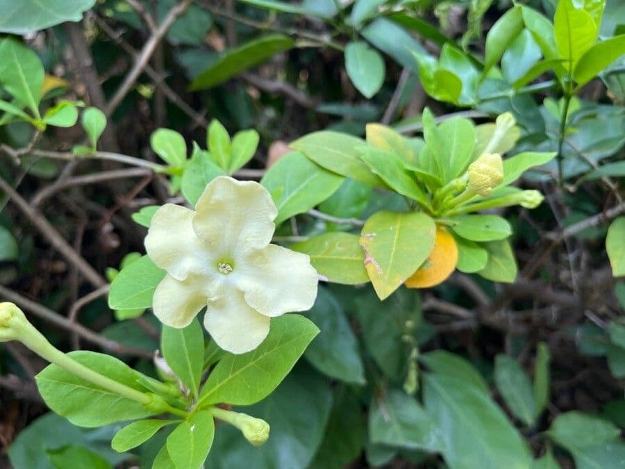 Brunfelsie 6