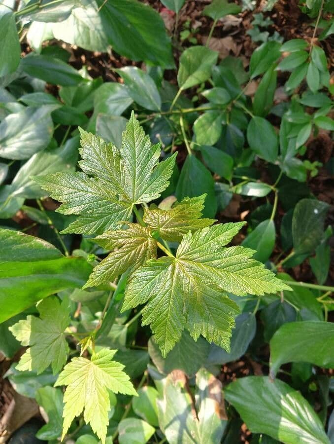 Ahorn 7