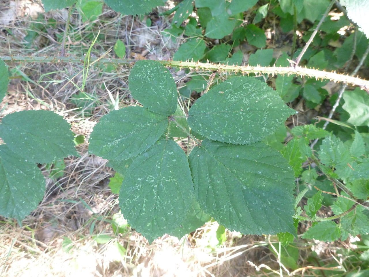 Rovo 2