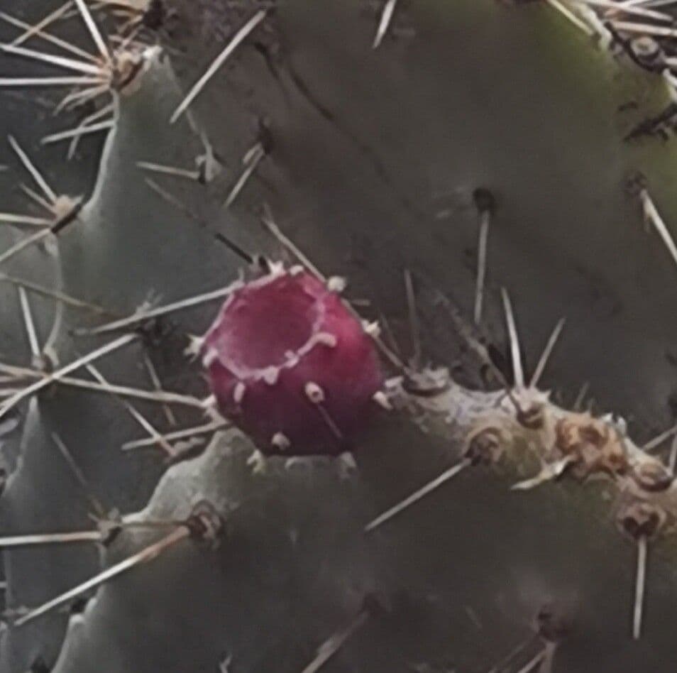 Opuntia alta 2