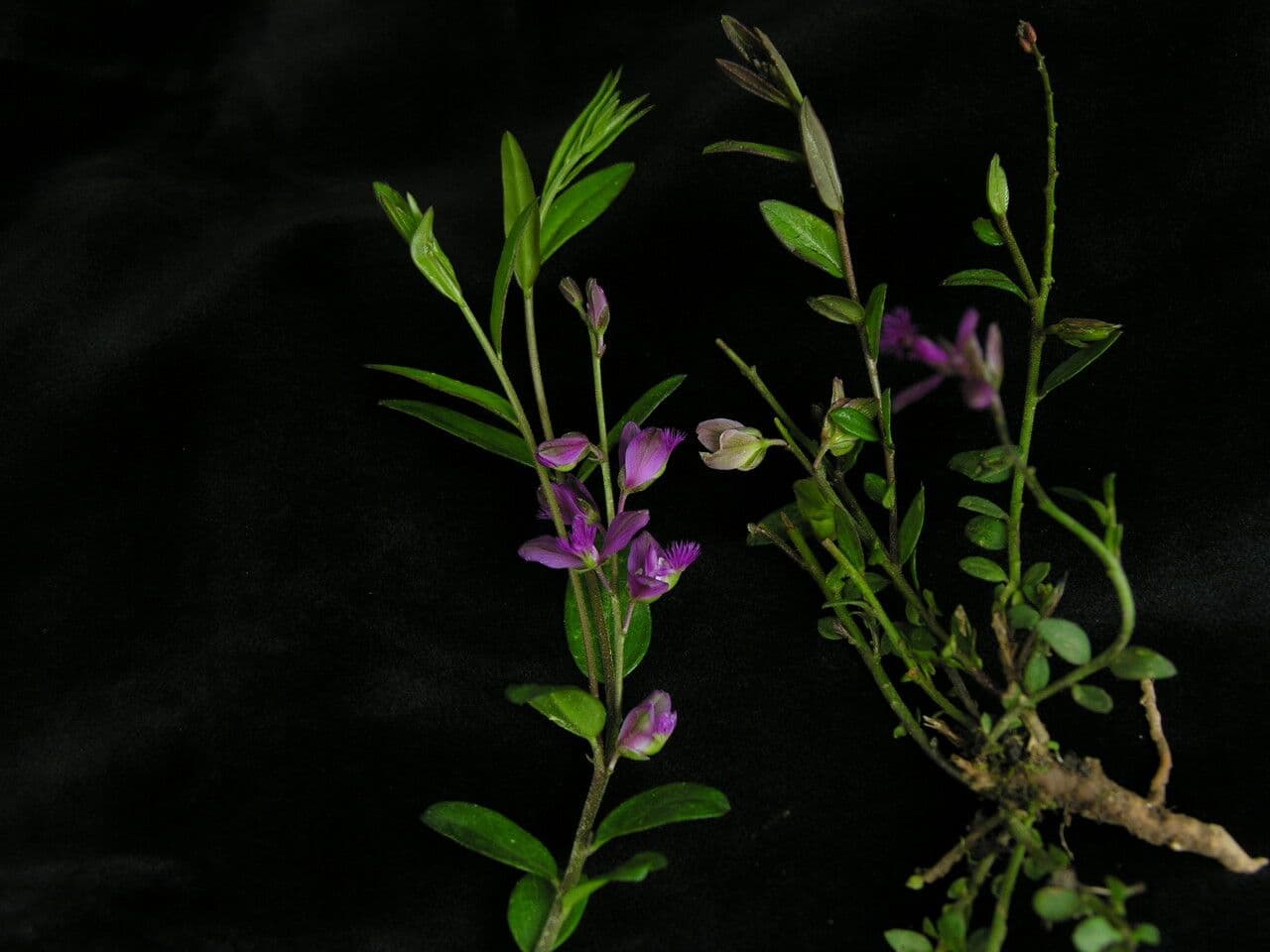 Poligala siberiana 3