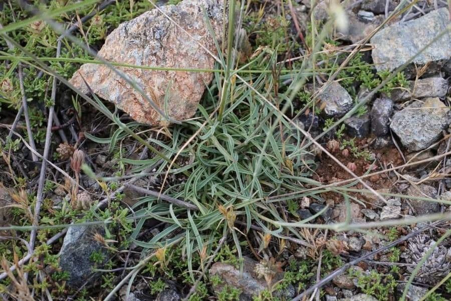 Lepnica bupleuroides 6