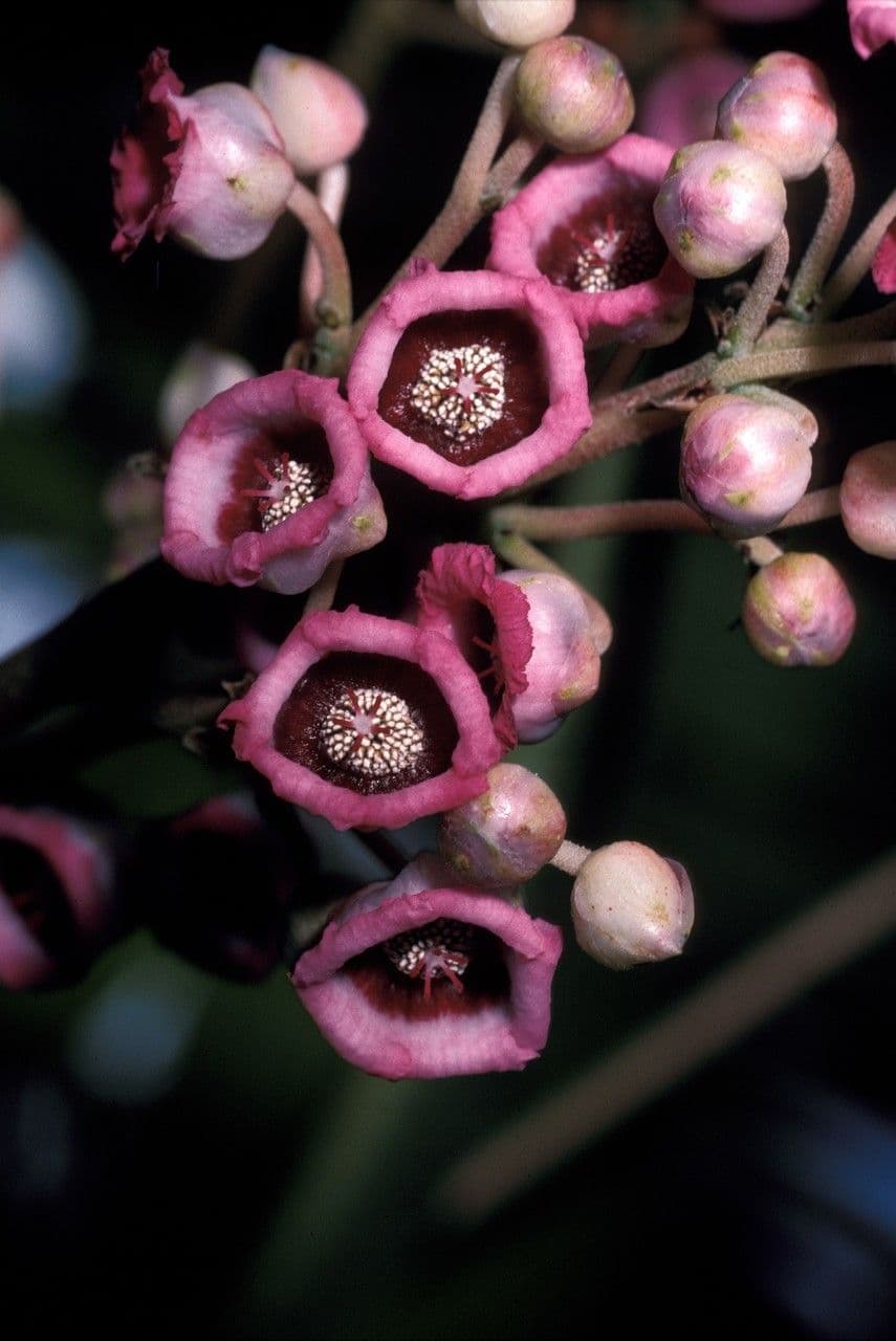 Saurauia 4