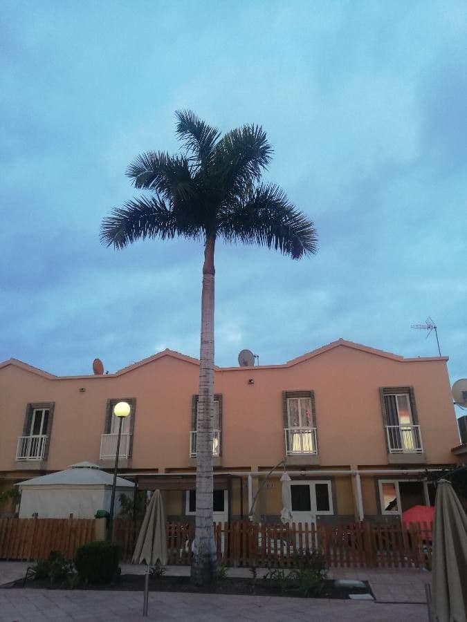 Palma real cubana 27