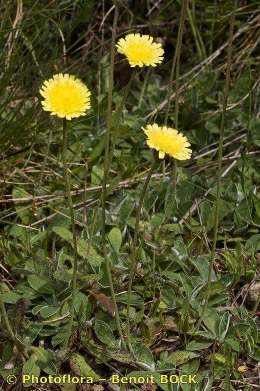 Mäuseöhrchen 5