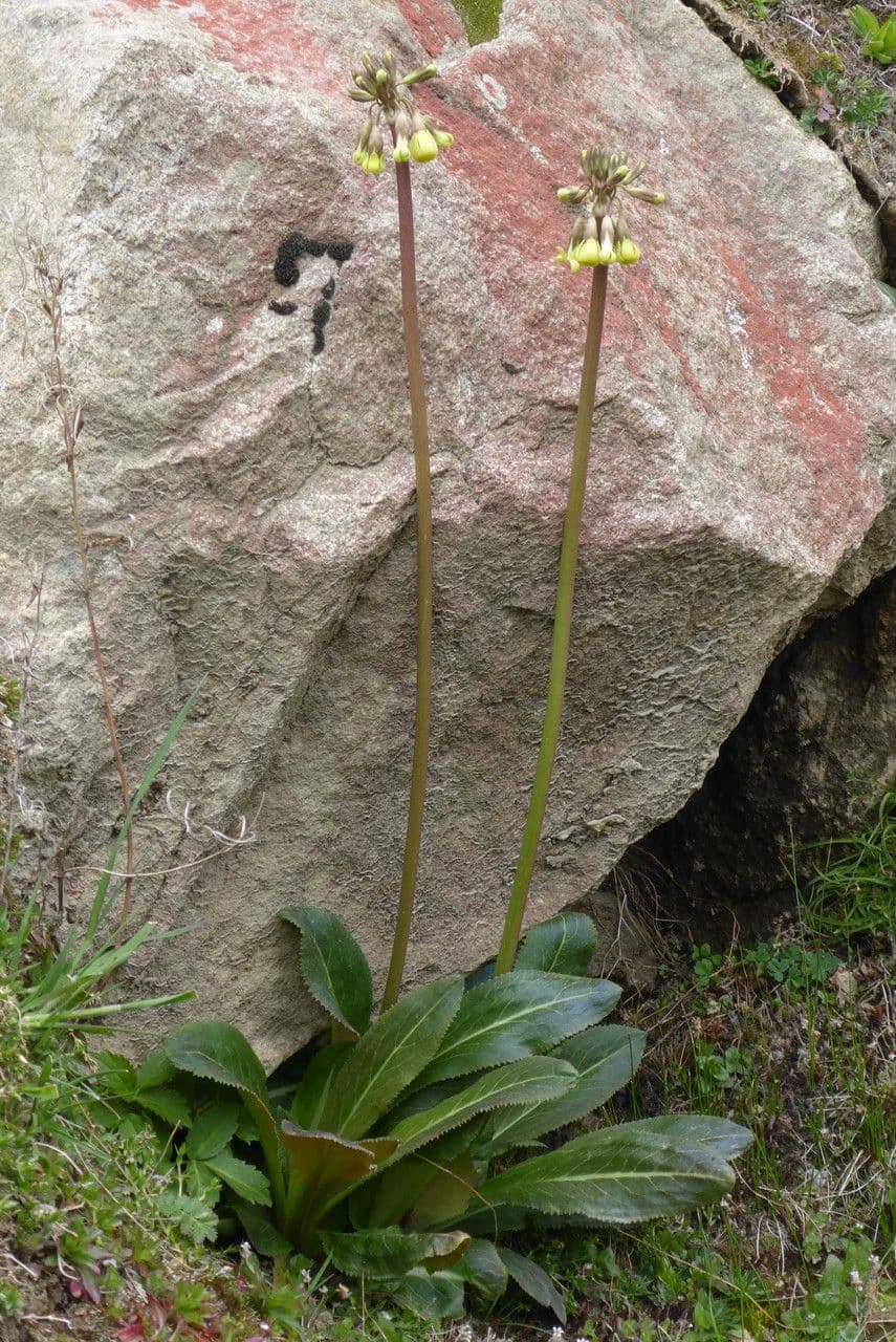 Primula 2