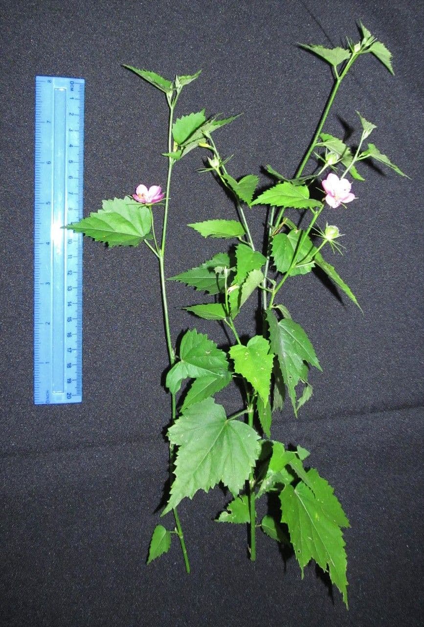 Hibiskus 12