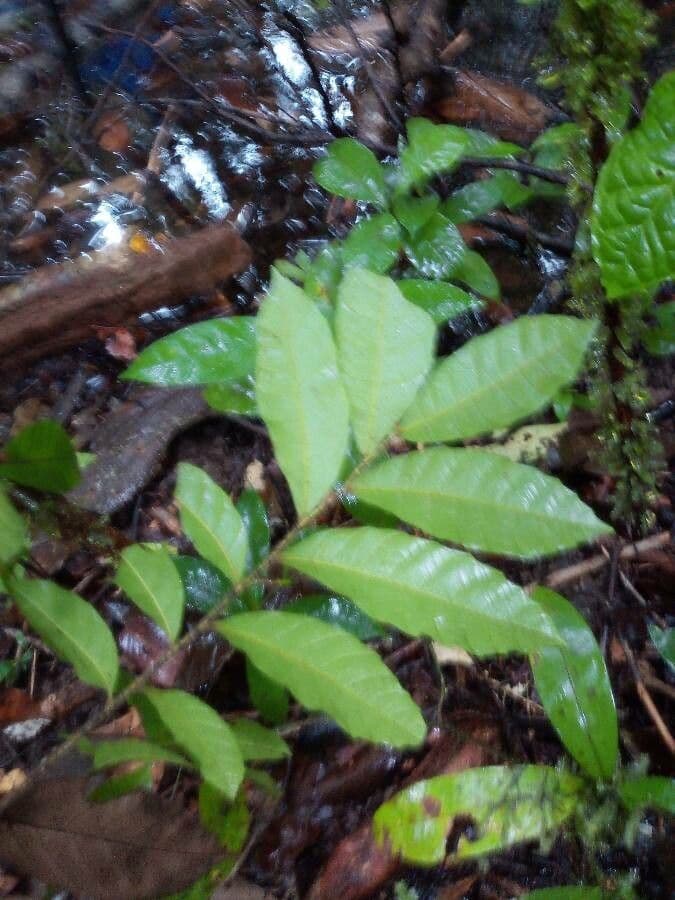 Cupania 4