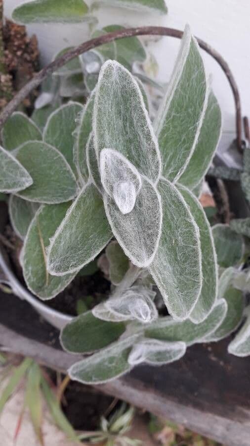 Tradescantia 11