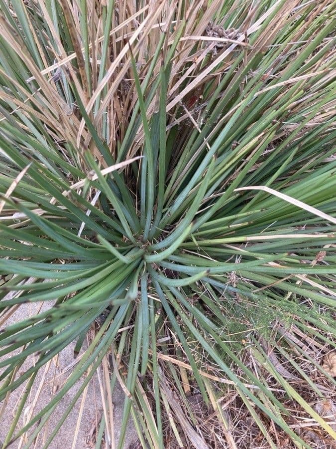 Agave