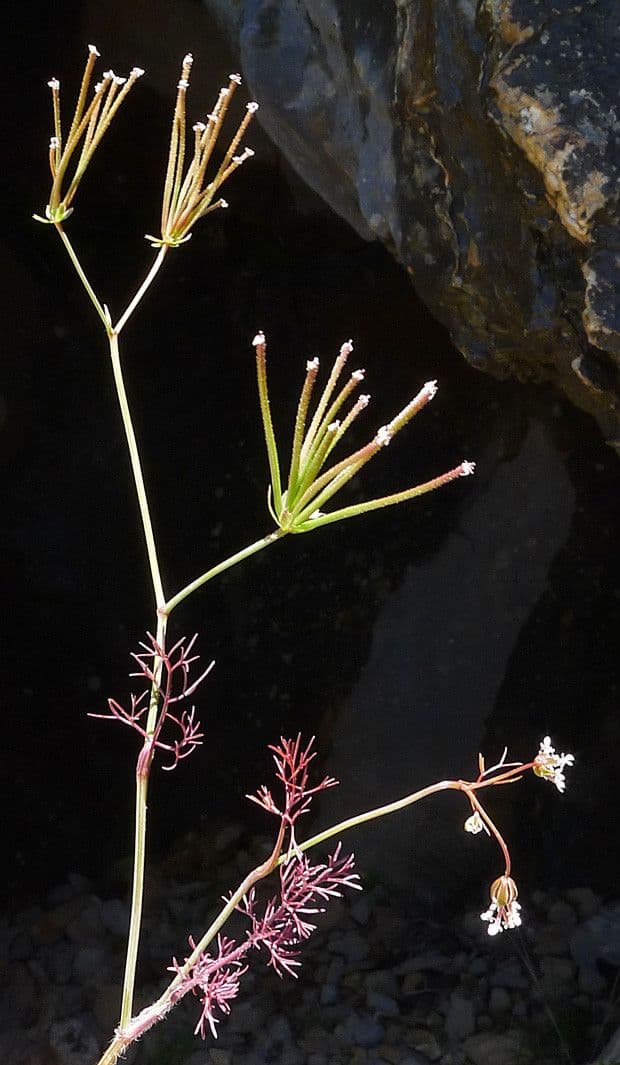 Perifollo austral