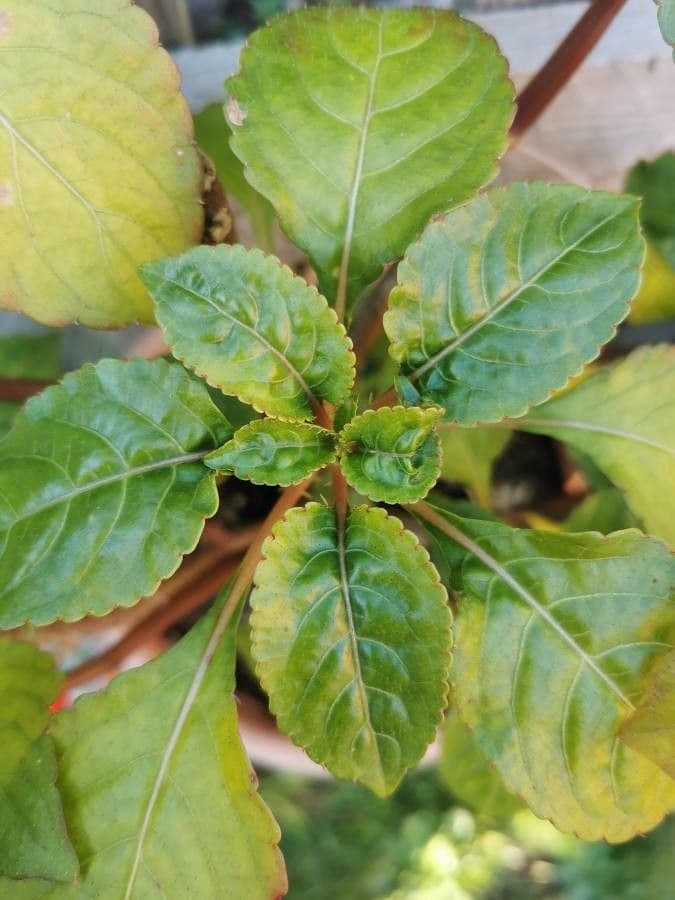 Impatiens 14