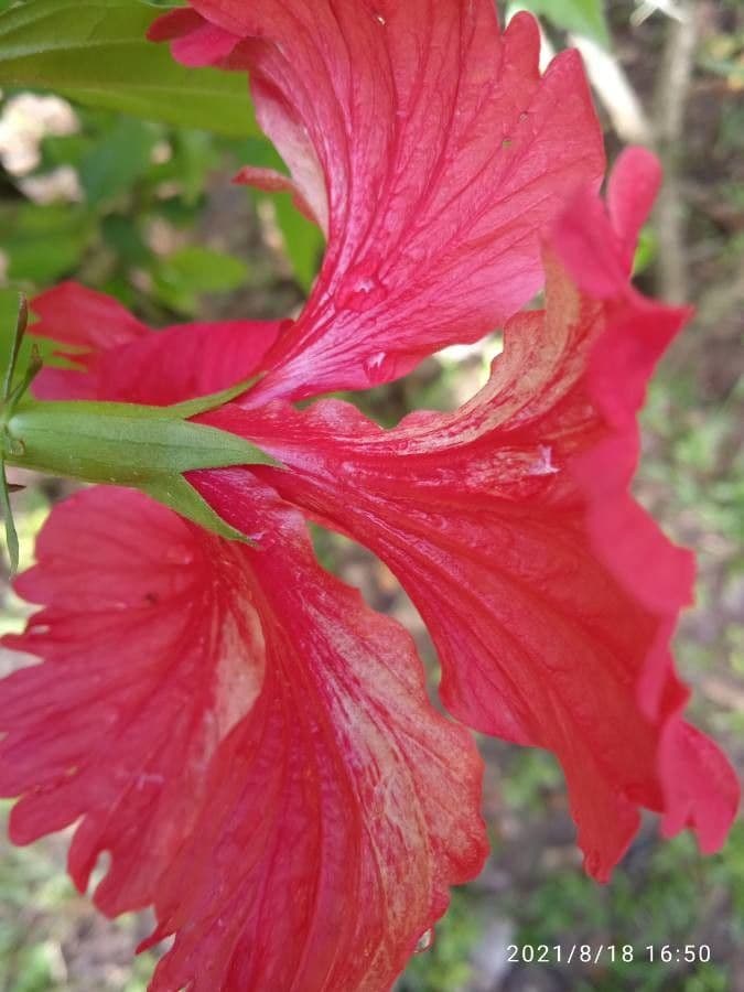 Hibiscus cispadanus 21