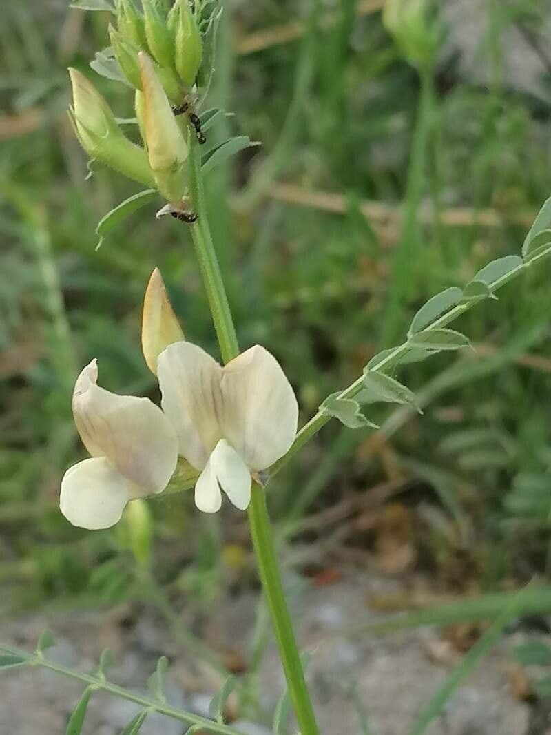 Vesce à grandes fleurs 5