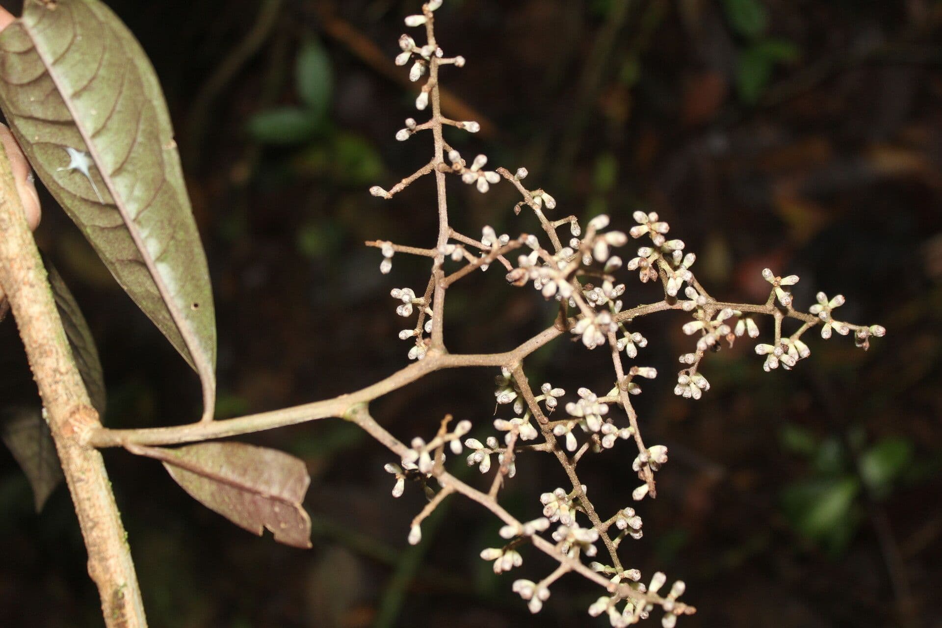Ardisia