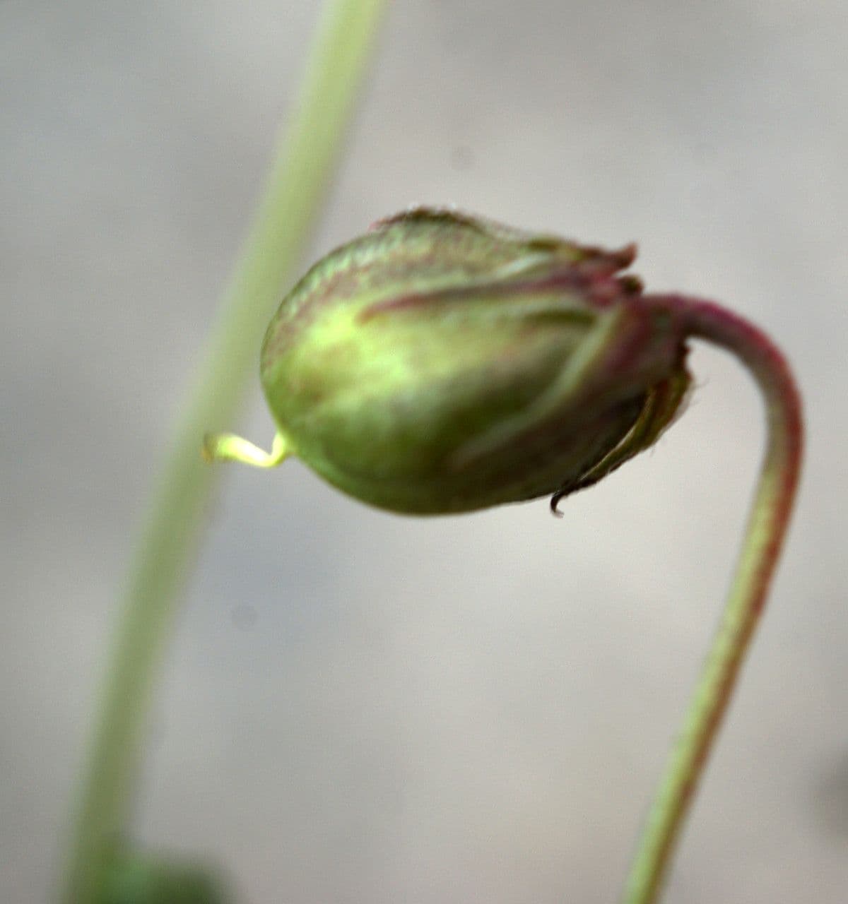 Viola 2