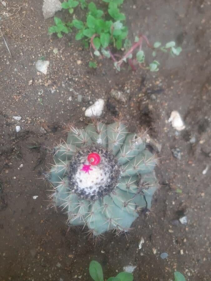 Melocactus 7