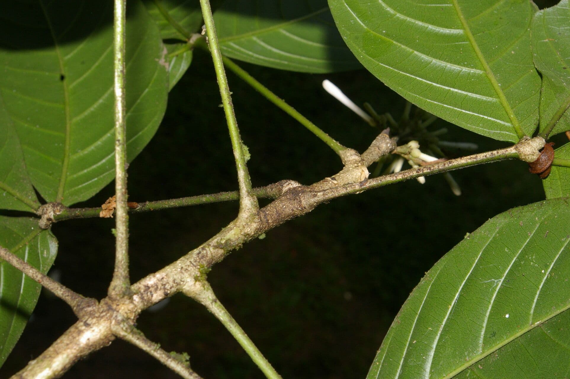 Angostura 19
