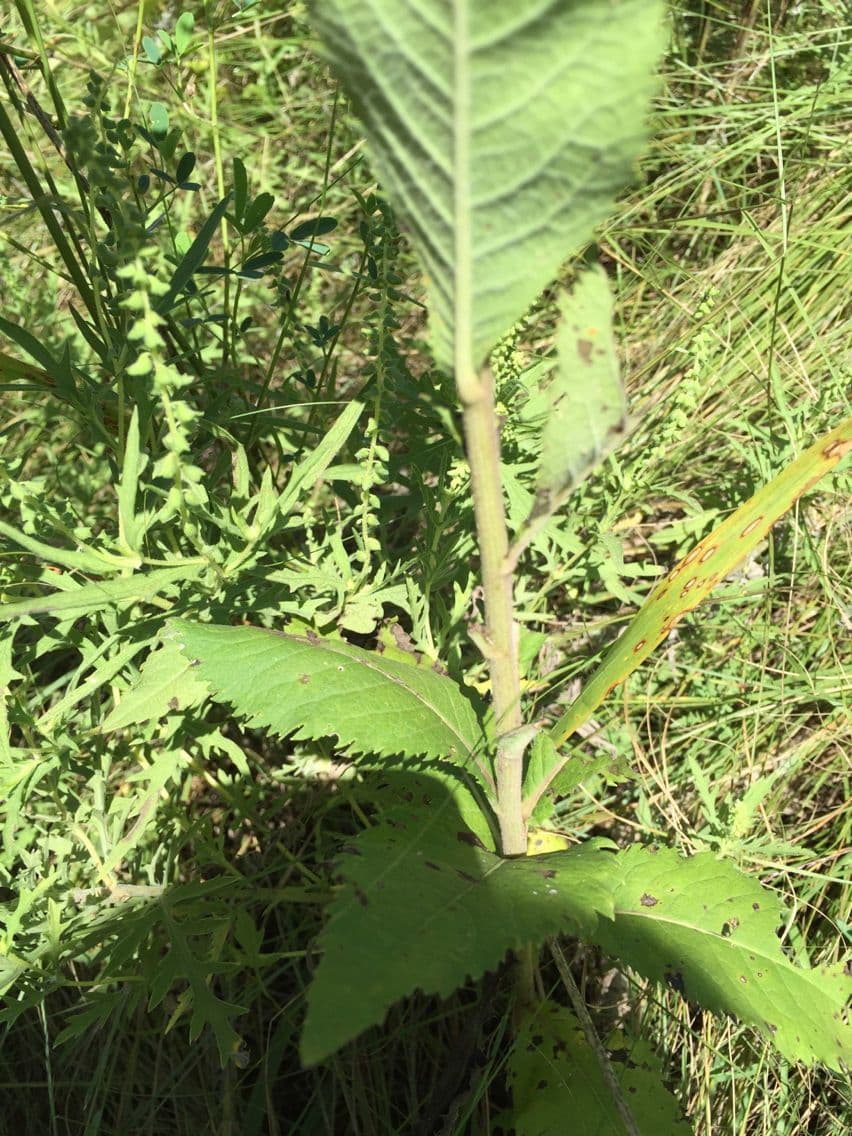 Vernonia di Baldwin 19