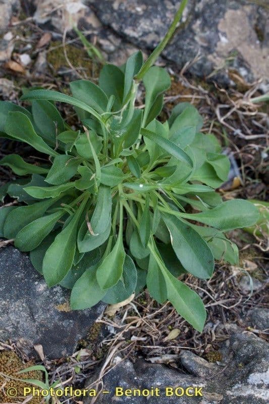 Silene longicilia 2