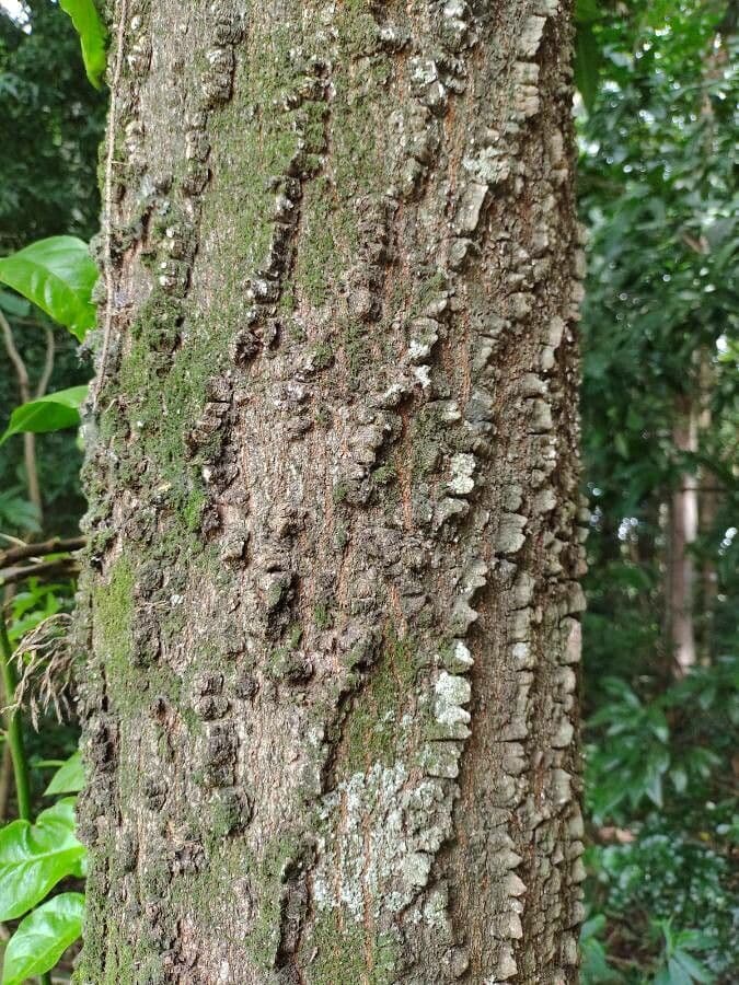 Anadenanthera 20