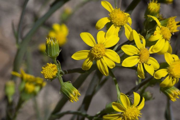 Senecio di Wooton 3