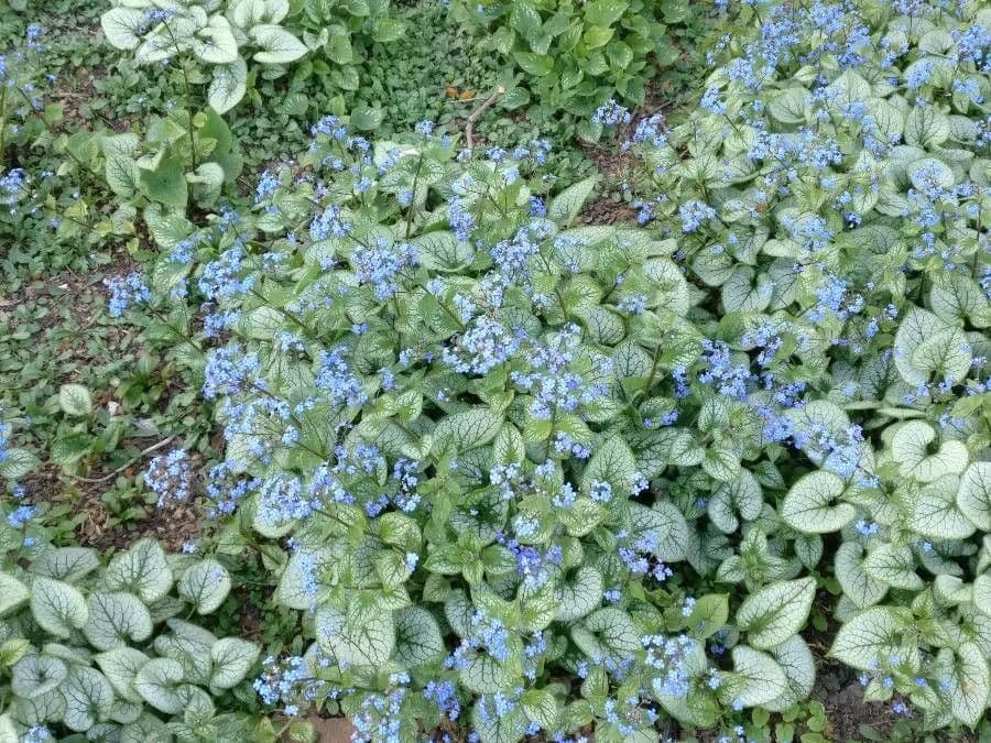 Brunnera macrophylla 12