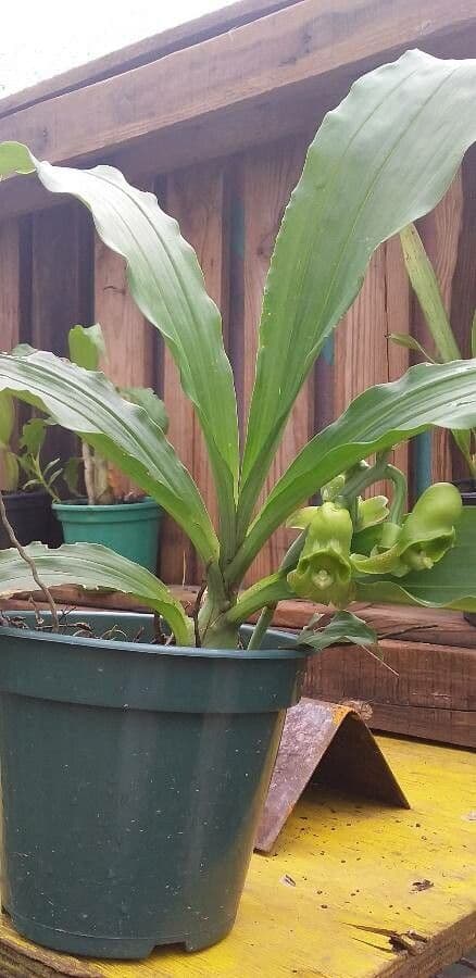 Catasetum maculato 13
