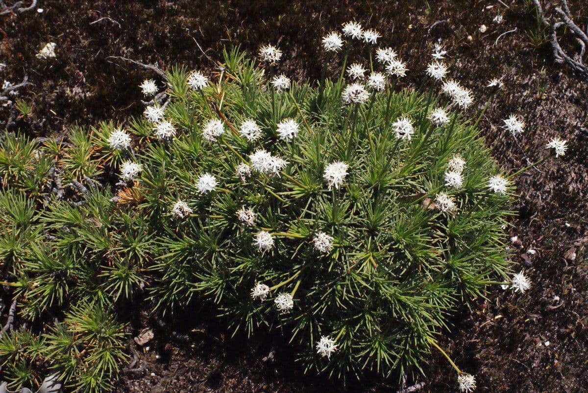 Borya constricta 6
